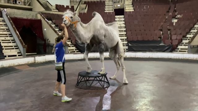 Обезьяна Боня с грязным носом но крепкими зубами | Дан Запашный и верблюды | Петиция дрессировщико