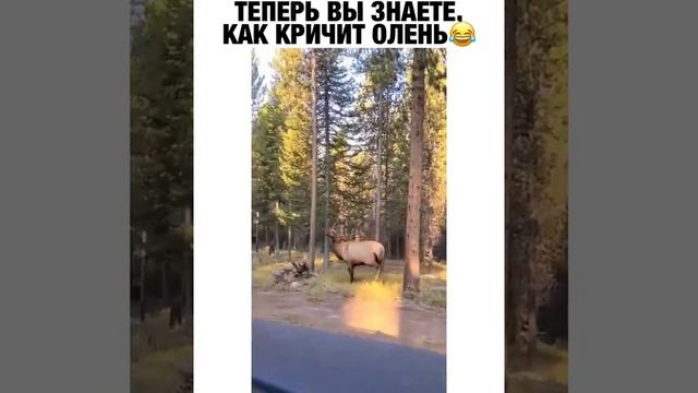 Какой звук издает самец оленя смотреть онлайн