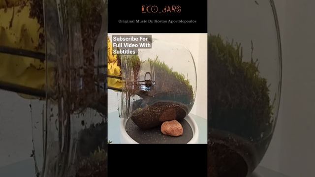 Peperomia Rosso Vertical Terrarium смотреть онлайн