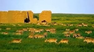 Кто такие Сайгаки
