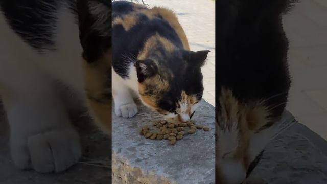Голодная трехцветная кошка с аппетитом кушает сухой корм ? Hungry feral calico cat eating cat's foo смотреть онлайн