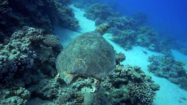 D2U club - Черепаха с повреждённым панцирем - Марса-Алам 2021 смотреть онлайн