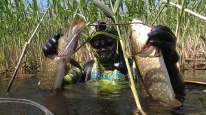 Подводная охота в густом камыше с самодельным арбалетом Трудовой поиск со сплавом