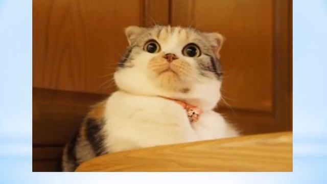 Котоистория: из жизни учителя смотреть онлайн