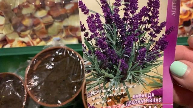 Лаванда от всходов до высадки в грунт смотреть онлайн