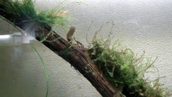 Cape Lopez lyretail Killifish | Афиосемион южный (Aphyosemion australe), пара