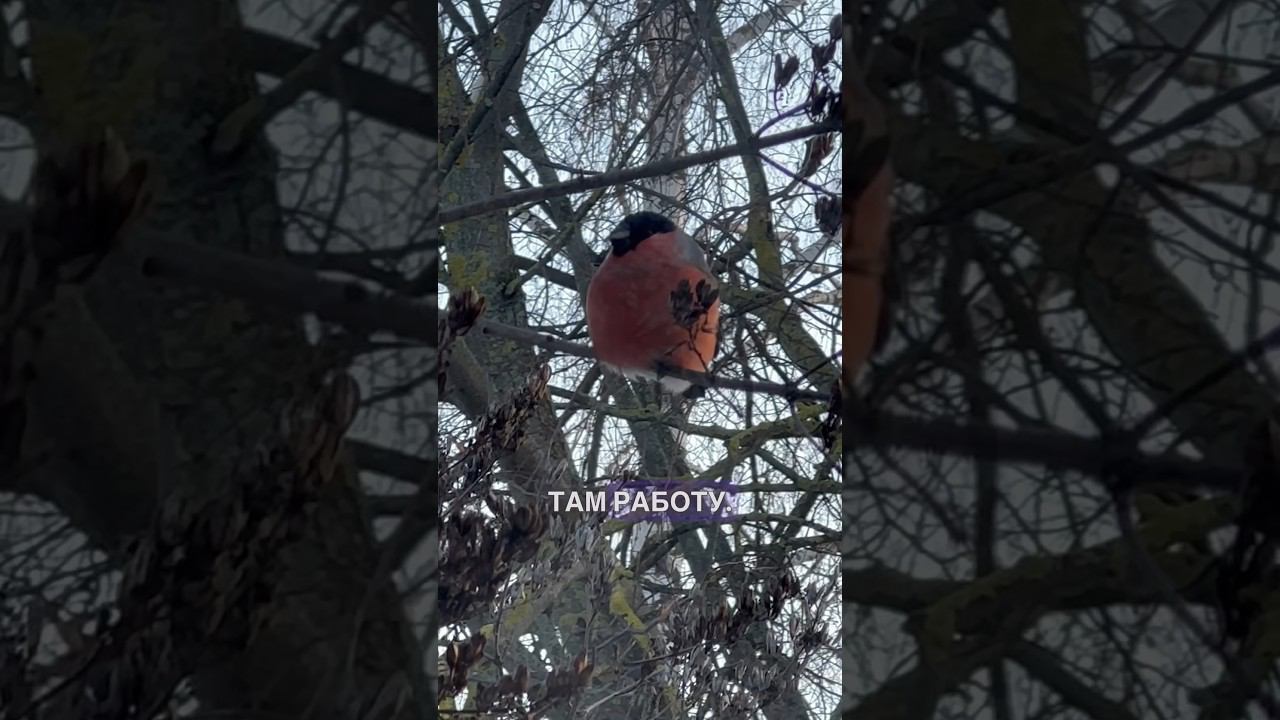 В Середине Января #бложекрежисеера смотреть онлайн