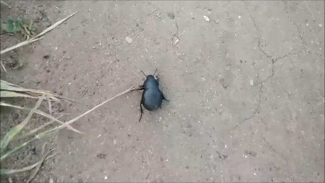 Жук-медляк. Защита при помощи неприятного запаха смотреть онлайн