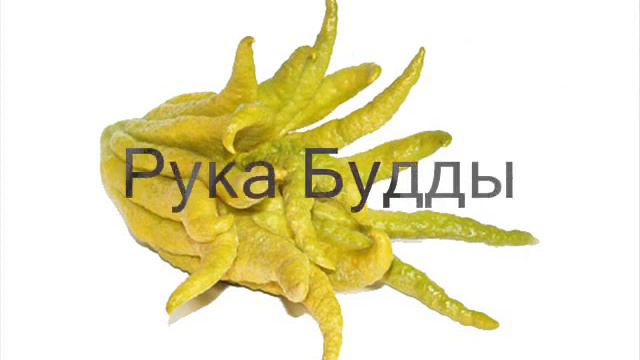 Самые страшные растения смотреть онлайн