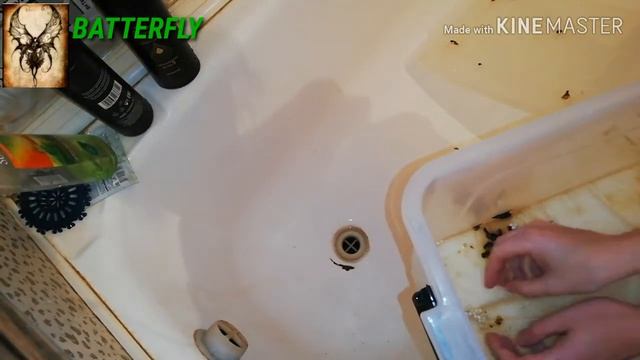 Кладка фулики родаци