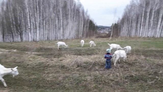 Зааненские козы Даниловых В. 06.05.18 смотреть онлайн