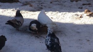 Как правильно и какую соль нужно давать голубям ? 20.02.2021 г