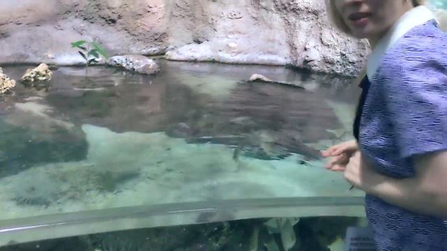 ВЛОГ ★ МОЖЕТ ПОЙДЁМ В ОКЕАНАРИУМ? смотреть онлайн