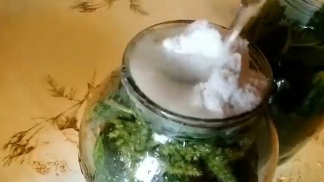 Заготовки на зиму. Соленые огурцы смотреть онлайн