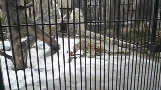 новосибирский зоопарк. снежный барс смотреть онлайн