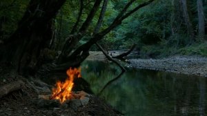 Почему у алоэ сохнут кончики листьев?