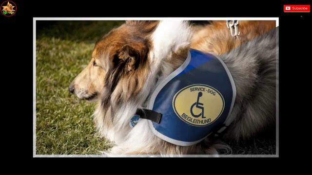 Traveling With A Service Dog || A Complete Step-By-Step Guideline || Dog Facts