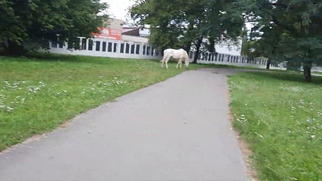 🐎Осёл и лошади пасутся и ждут вкусняшку🐎 смотреть онлайн