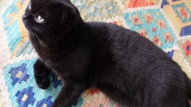 103.rész Kipattintja magát? Mi van? смотреть онлайн