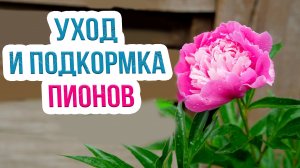 Выращивание пионов уход и подкормка. Что делать если не цветут пионы?