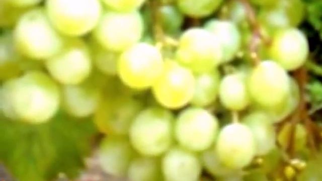 Виноград Галбена Ноу смотреть онлайн
