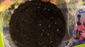 Посев семян | Бархатцы, рудбекия, календула