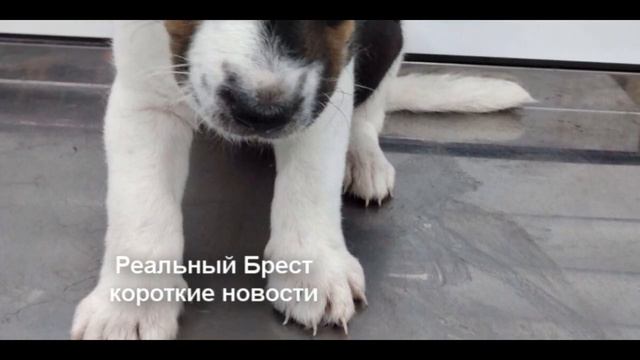 Рогачук ищет собакам дом смотреть онлайн