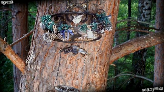 Будни кормушки. Лесные птички