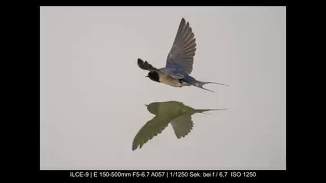 Tamron 150-500mm F5-6,7 im Test ?? alle Vor und Nachteile | Deutsch смотреть онлайн