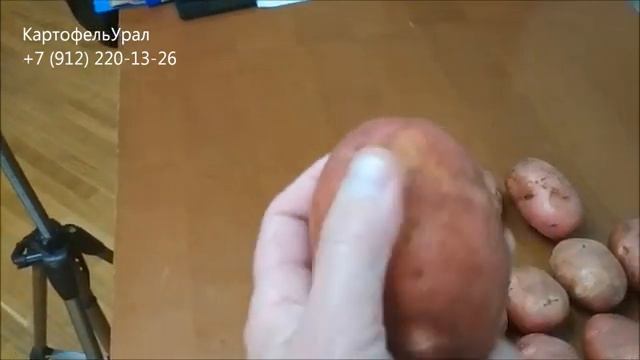 24.10.2018г. Уральский картофель на мойку. Честно о дефектах... смотреть онлайн