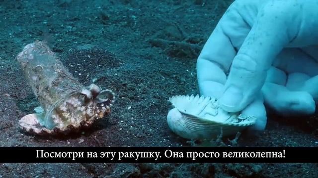 Дайверы убедили осьминого «переехать» из пластика в ракушку смотреть онлайн