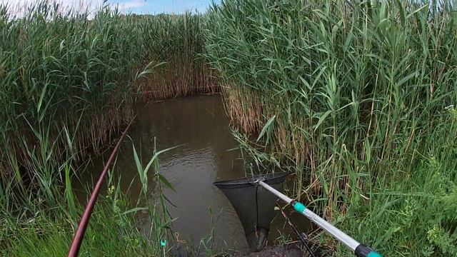 Ловля ОГРОМНЫХ КАРАСЕЙ в камыше. Рыбалка на ПОПЛАВОК 2022. смотреть онлайн