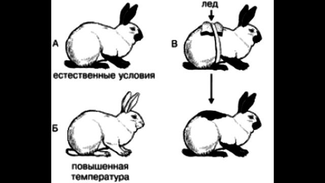 § 22 Фенотипическая изменчивость смотреть онлайн