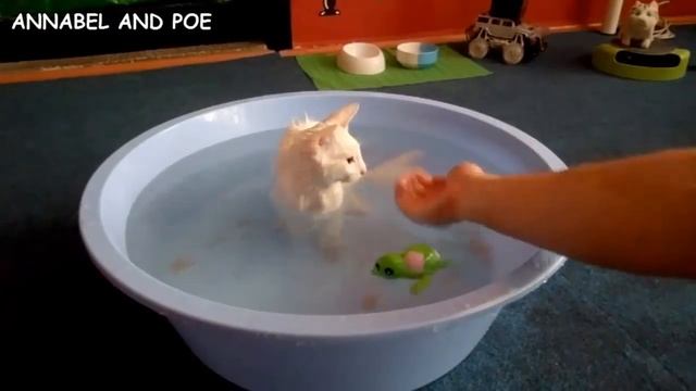 Смешной котенок не боится воды! смотреть онлайн
