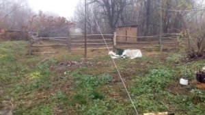 коровник на 7голов//продуманная система навозоудаления