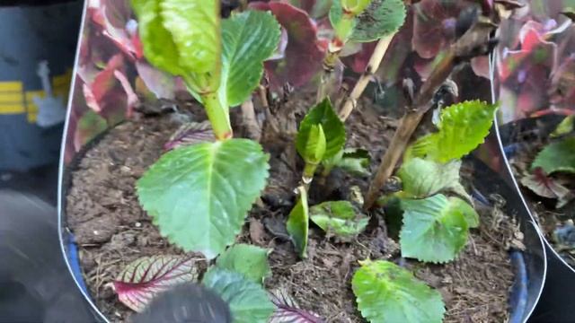 Получили гортензии, разбираем по сортам, заказать можно в группе ВК «Пионы под Питером» смотреть онлайн