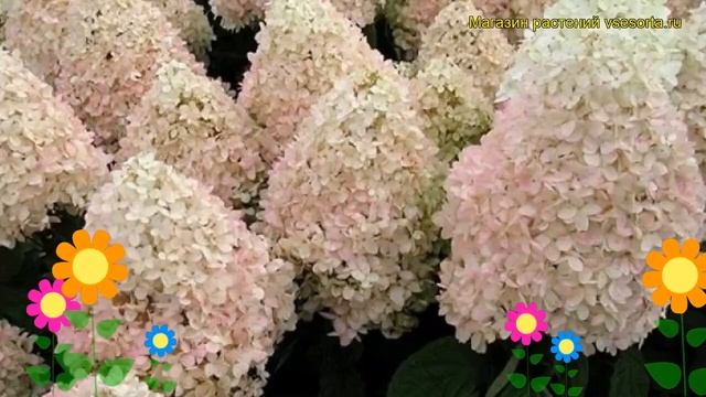 Гортензия метельчатая Маджикал Свит Саммер. Краткий обзор, описание характеристик смотреть онлайн