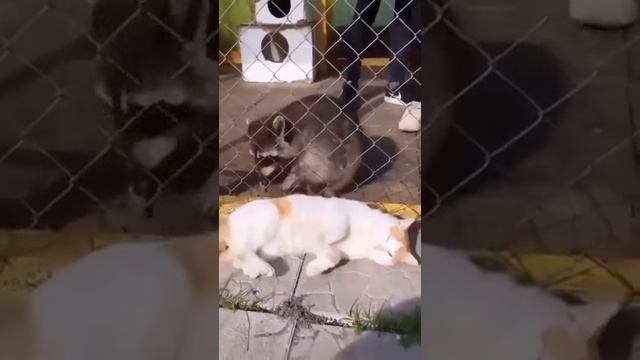 Работают профессионалы смотреть онлайн