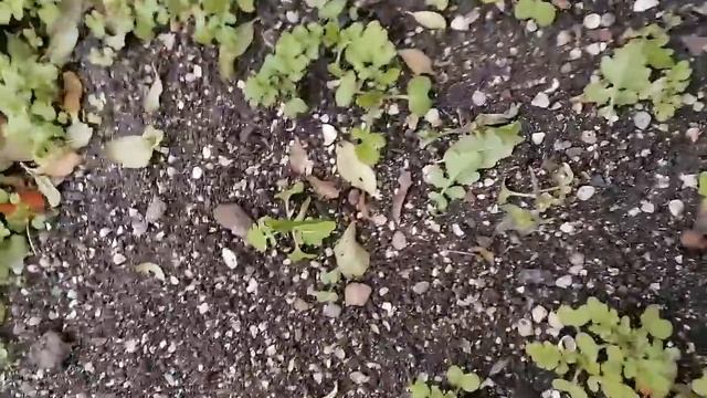 Переезд на Юг/ Веду БОРЬБУ с МЫШАМИ ДОДЕЛАЛИ ОТМОСТКУ, Моя Усадьба смотреть онлайн