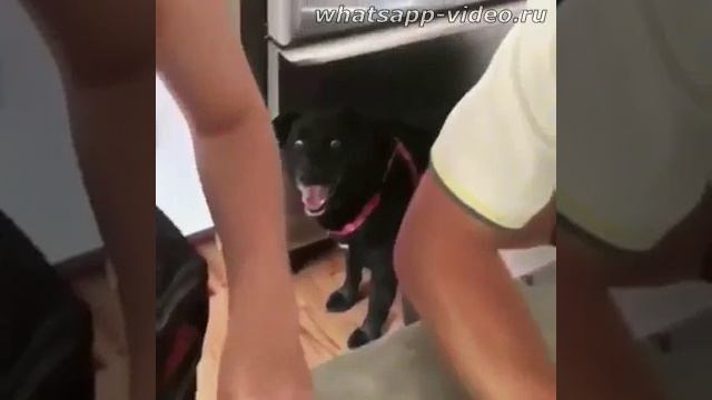 собака ребятам на фронт я там уже был и знаю каково это 2202 2003 4591 2586 сбер смотреть онлайн