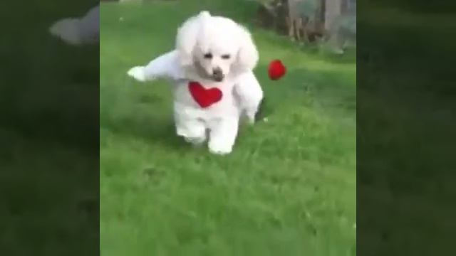 Дарю тебе тюльпан!!! смотреть онлайн