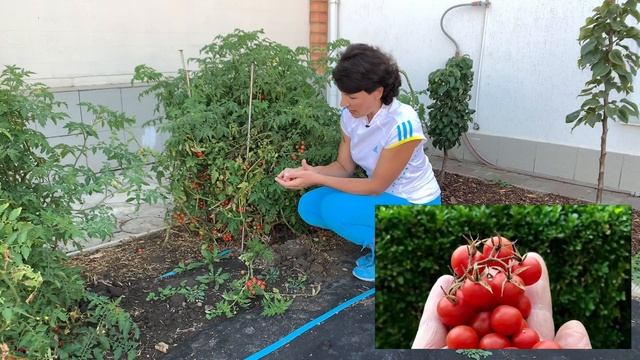 Огород: урожай, успехи, неудачи смотреть онлайн