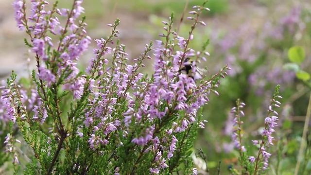 Вереск цветёт ! Heather blooms . смотреть онлайн