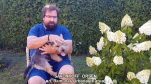 Выбираем породу. Норвич терьер