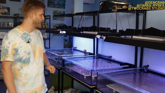 кораллы для начинающих| перегрев морского аквариума| декор для рифового аквариума| рифовый аквариум смотреть онлайн