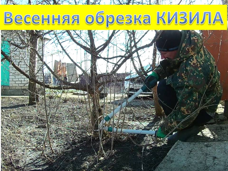 Зимняя обрезка Кизила. Работы в саду в феврале/2022 смотреть онлайн