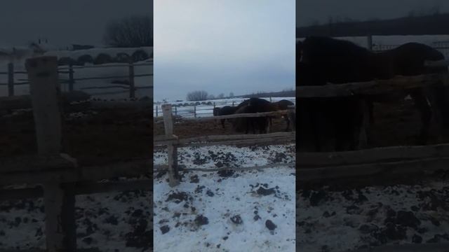 Советский тяжеловоз год и восемь месяцев. смотреть онлайн