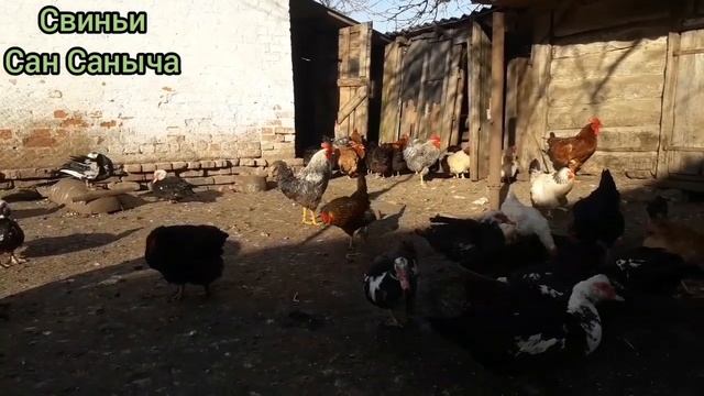 Чем и как кормить курей чтобы несли много яиц смотреть онлайн