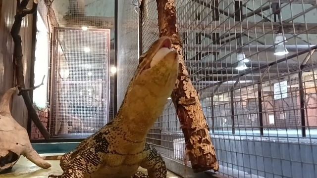 ЭКОДЕРЕВУШКА - ВАРАН ЗАВТРАКАЕТ смотреть онлайн