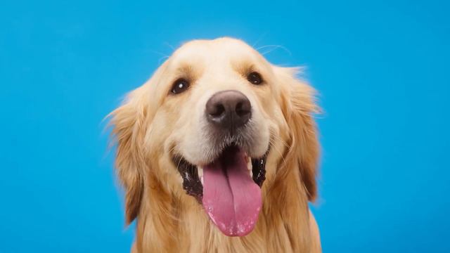 Labrador vs Golden retriever I Best pick for you смотреть онлайн